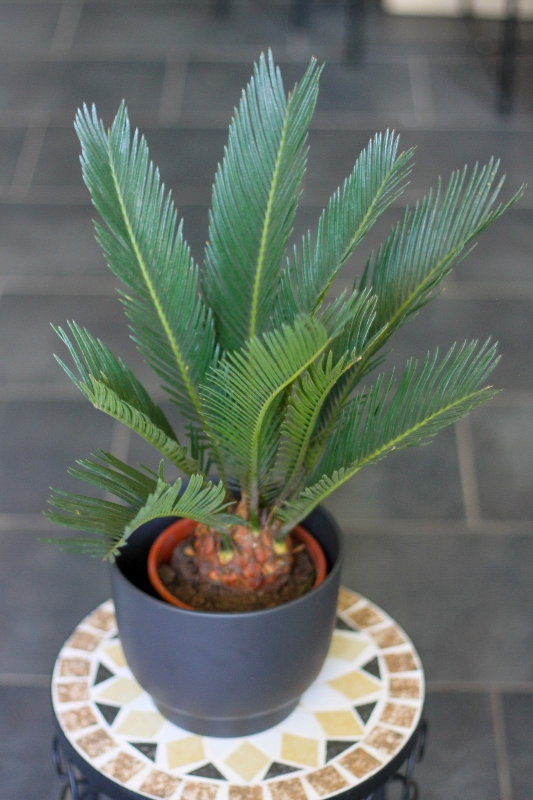 Цикас / Cycas