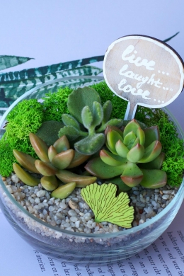 Мини сад с суккулентами