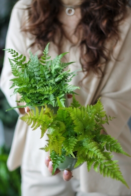 Папоротник микс / Nephrolepis