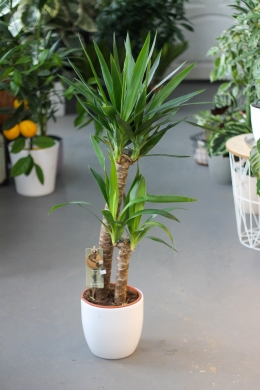 Юкка на двух стволах / Yucca