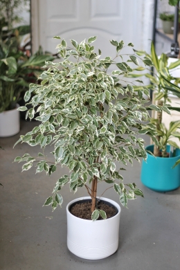 Фикус Бенджамина