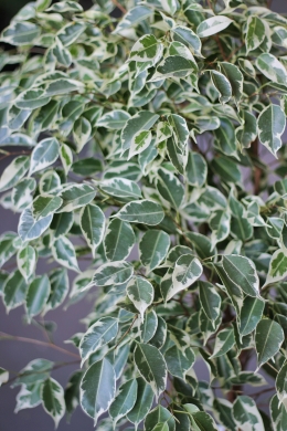 Фикус Бенджамина