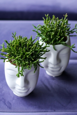 Рипсалис или хатиора