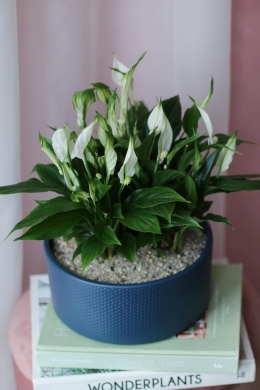 Спатифиллум