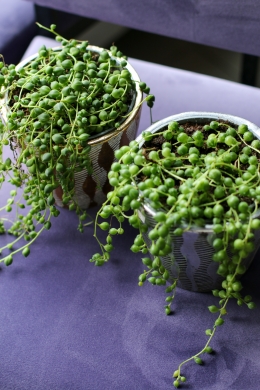 Сенецио роули (крестовник)