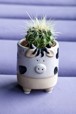 Кактус в кашпо