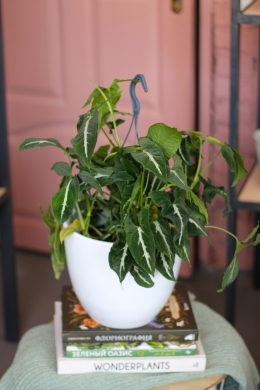 Сингониум Вендланда / Syngonium wendlandii