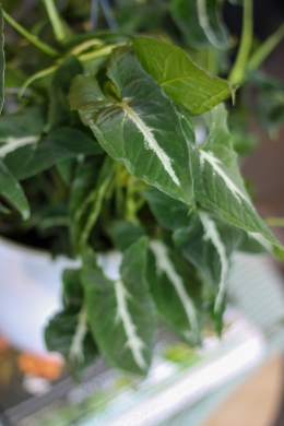 Сингониум Вендланда / Syngonium wendlandii