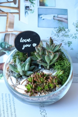 Мини сад с суккулентами