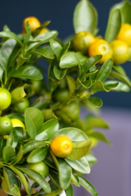 Каламондин