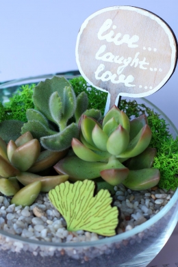 Мини сад с суккулентами