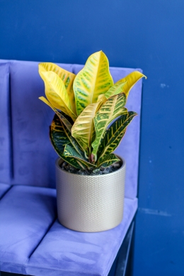 Кротон или кодиеум