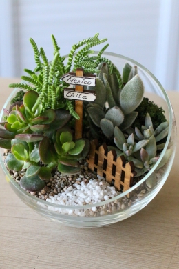 Мини сад с суккулентами