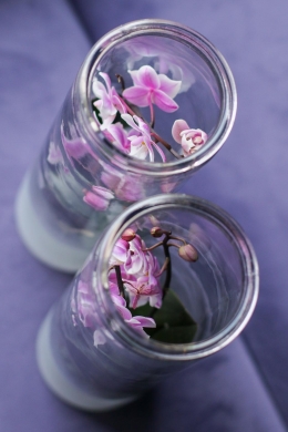Орхидея в колбе