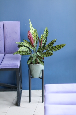 Калатея Лансифолия