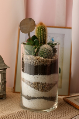 Мини сад с кактусами и суккулентами 