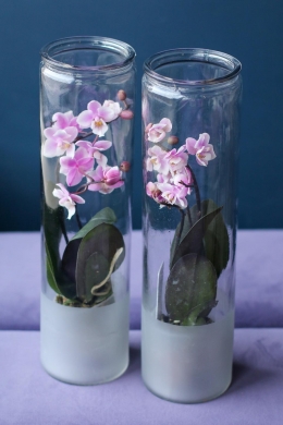 Орхидея в колбе