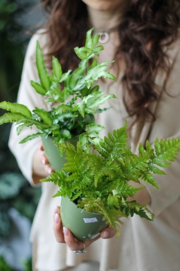 Папоротник микс / Nephrolepis