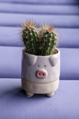Кактус в кашпо