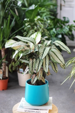 Калатея Вайт Стар