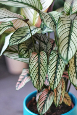 Калатея Вайт Стар