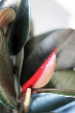 Фикус Абиджан