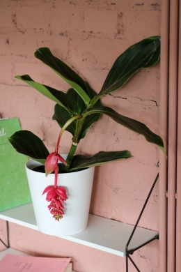 Мединилла / Medinilla