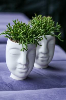 Рипсалис или хатиора