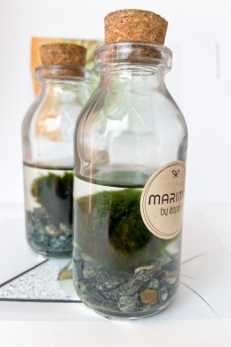 Кладофора шаровидная