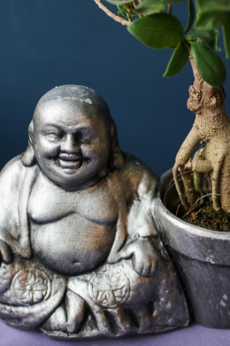 Фикус Гинсенг бонсай