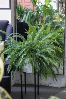 Папоротник нефролепис / Nephrolepis