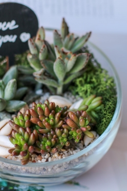 Мини сад с суккулентами