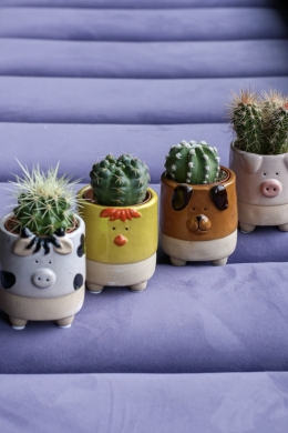 Кактус в кашпо