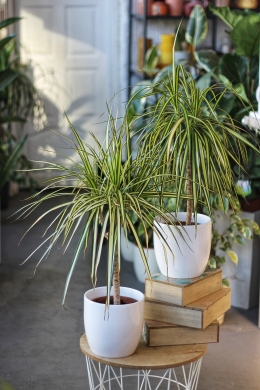 Драцена Голден Драгон