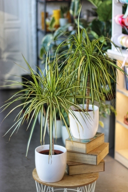 Драцена Голден Драгон