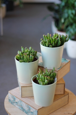 Крассула Хоббит / Crassula Hobbit