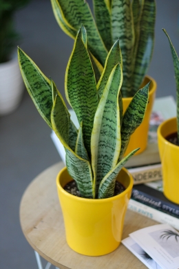 Сансевиерия Суперба / Sansevieria Futura Superba
