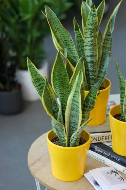 Сансевиерия Суперба / Sansevieria Futura Superba