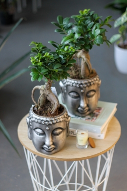 Фикус Гинсенг / Ficus microcarpa