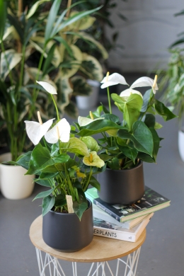 Антуриум белый / Anthurium