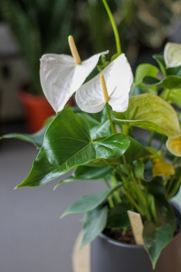 Антуриум белый / Anthurium