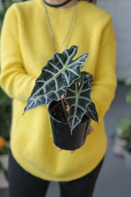 Алоказия Полли D12