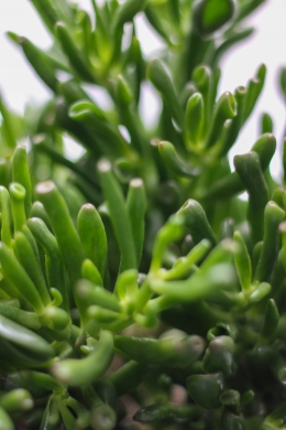 Крассула Хоббит / Crassula Hobbit