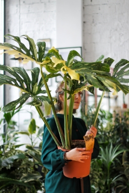 Монстера вариегатная Тайское созвездие 