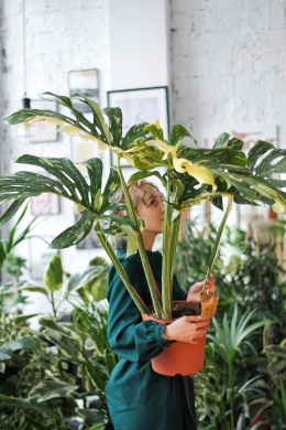 Монстера вариегатная Тайское созвездие 