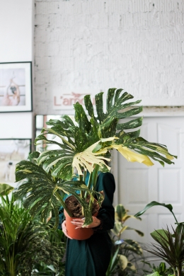 Монстера вариегатная Тайское созвездие 