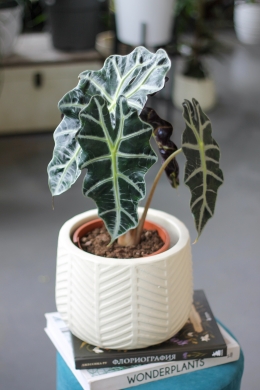 Алоказия Полли D12