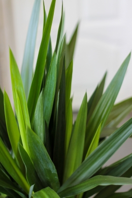 Юкка на двух стволах / Yucca