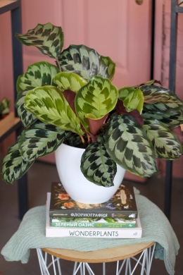 Калатея Пикта Роял / Сalathea picta royale