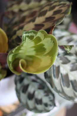 Калатея Пикта Роял / Сalathea picta royale